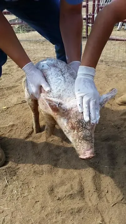 sick piglet with mange