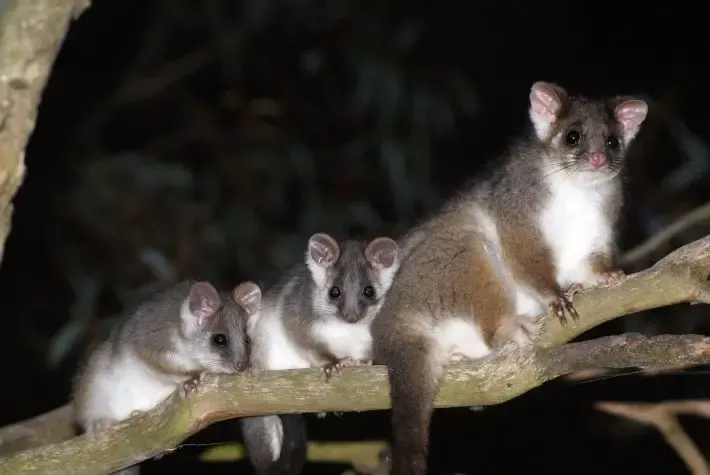 possum in tissue paper dispenser