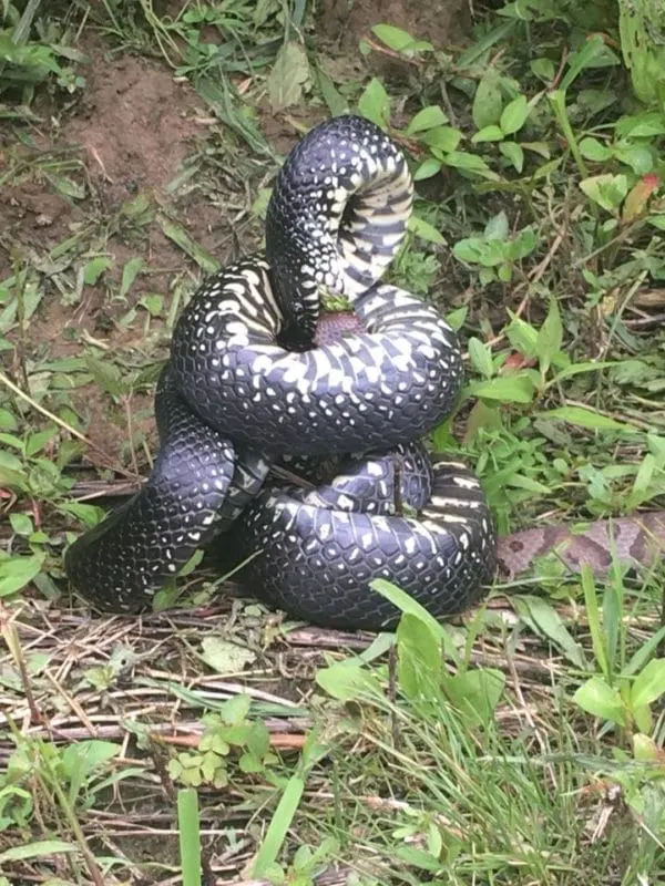 snake kills copperhead