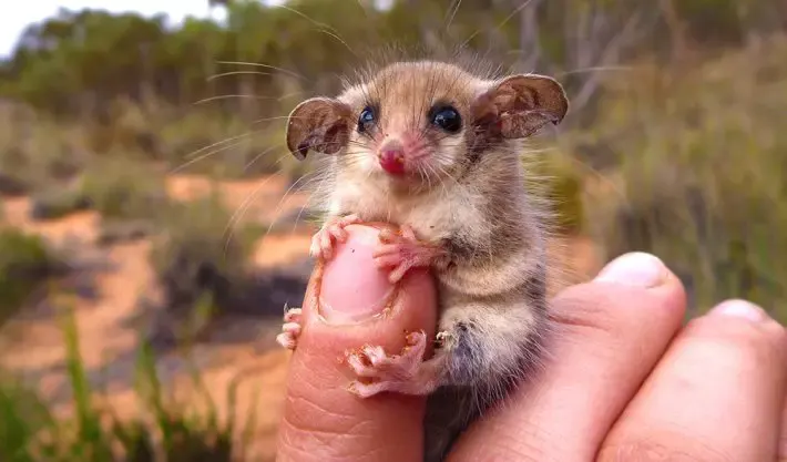 possum in tissue paper dispenser