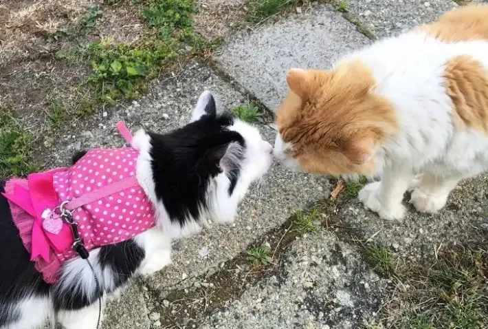 cat falls in love