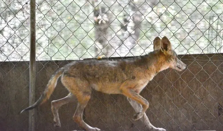 baby coyote rescued