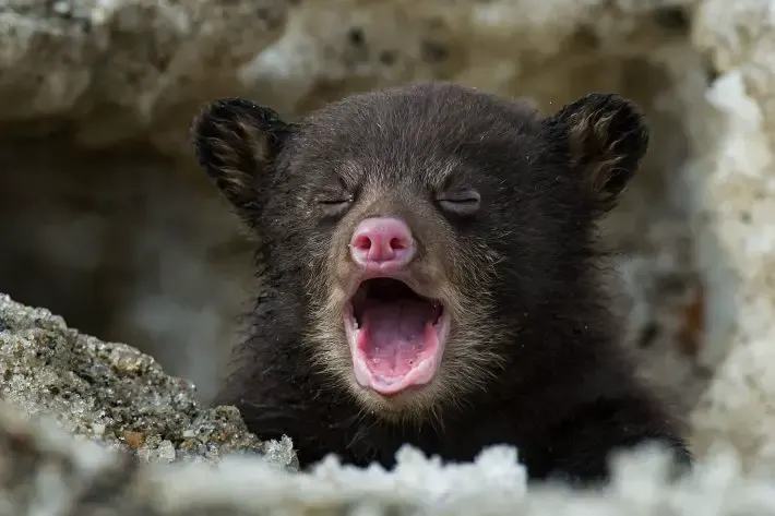 officer and bear cubs