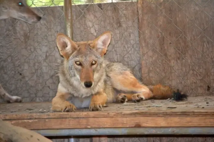 baby coyote rescued