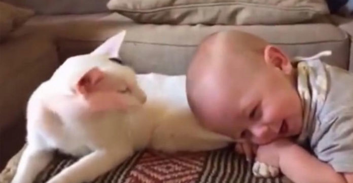 baby-pulls-cat-s-hind-legs