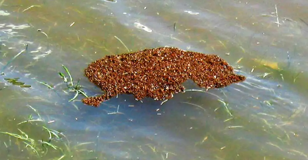 какашки плавают. какашки плавают. грязный бассейн. плавает только говно а моряки ходят. какашки плавают.