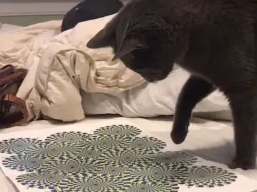 cat and optical illusion 