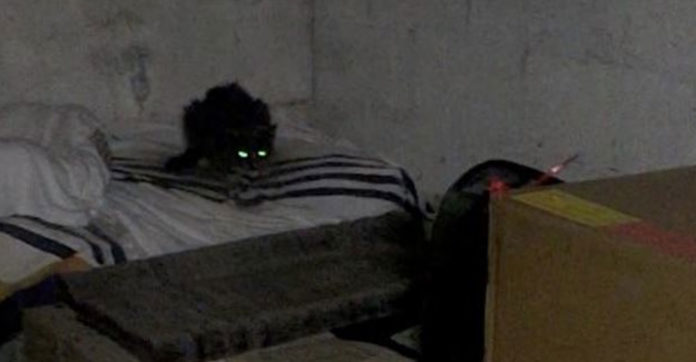 mystery-tenant-in-basement