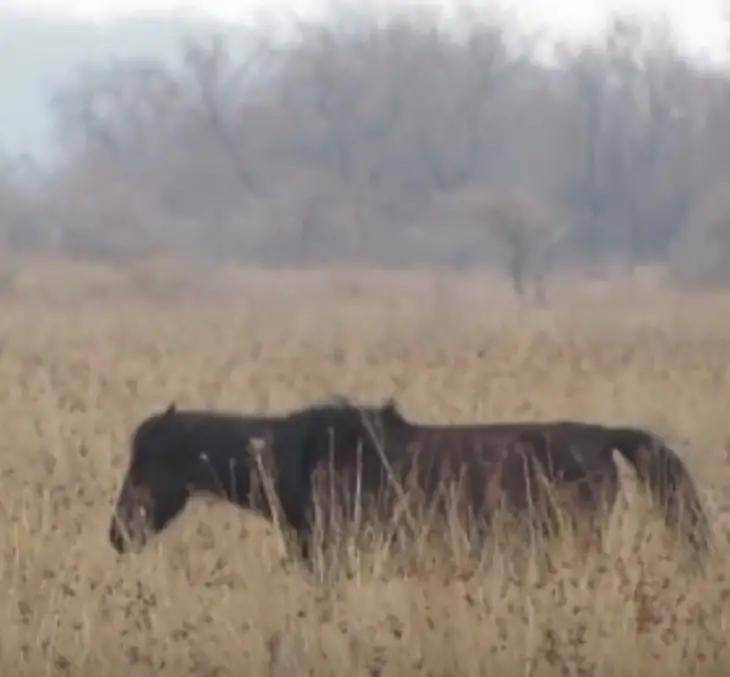 chained horse freed