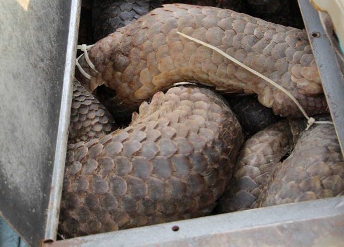 rescued pangolins
