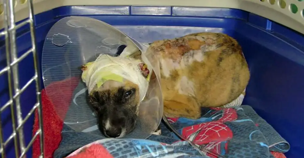 This Dog Suffered Horrible Animal Cruelty, But Today Is Her Best Day