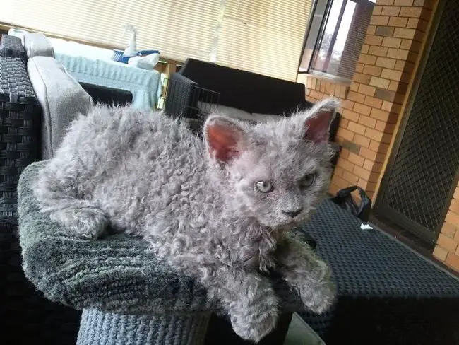 these-poodle-cats-are-so-adorable-your-heart-will-melt-when-you-see