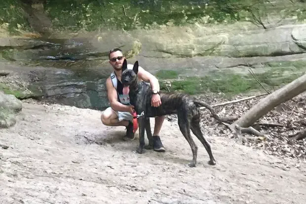 shock collar on dog