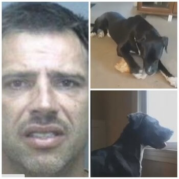 man drags dog