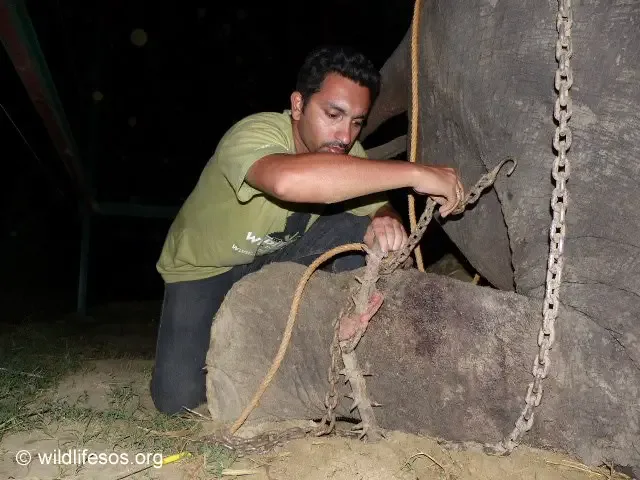 elephant gets freed