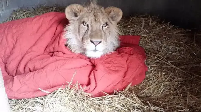 lion and blanket