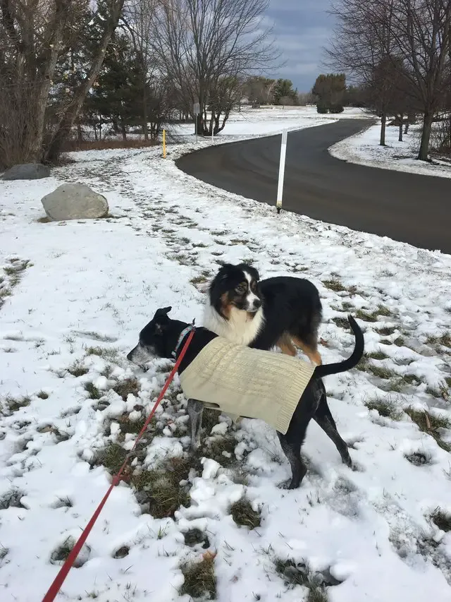 dog and friend