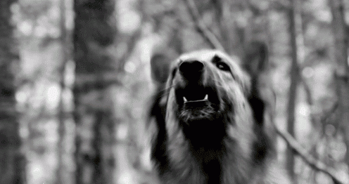 dog sees ghost