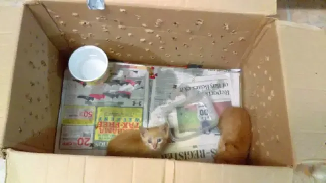 kittens in the box