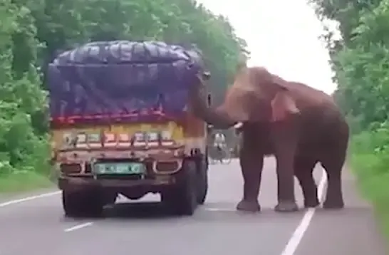 elephant and potato truck