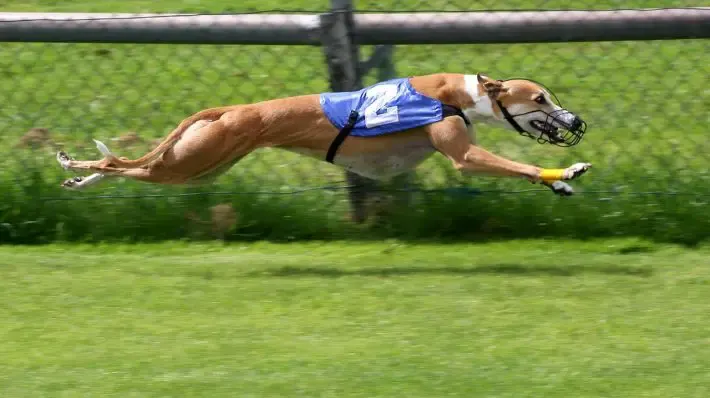 greyhounds on cocaine