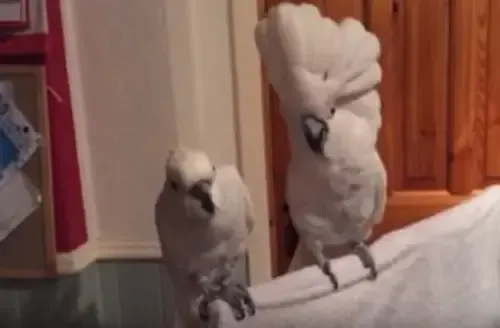 birds dancing