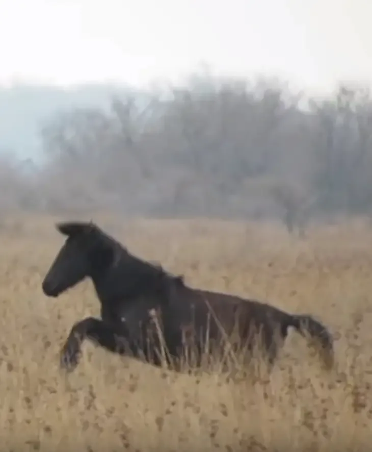 chained horse freed