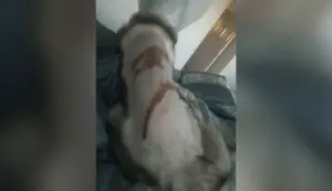 veteran torture dog