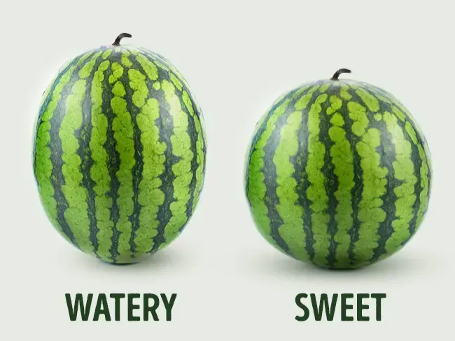 picking the right watermelon