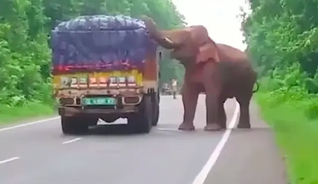 elephant and potato truck