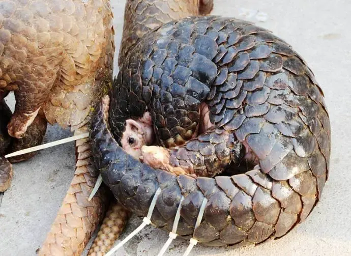 rescued pangolins