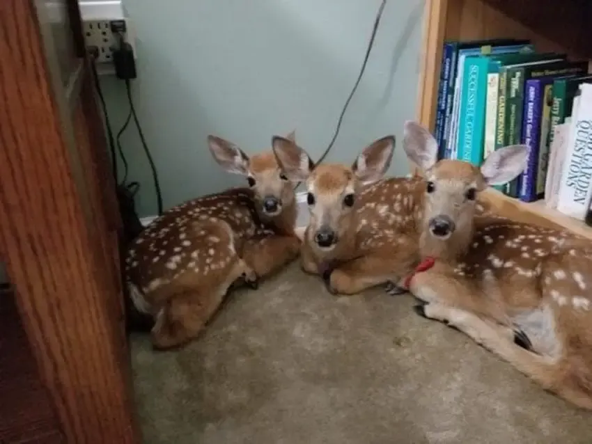 baby deer inside home