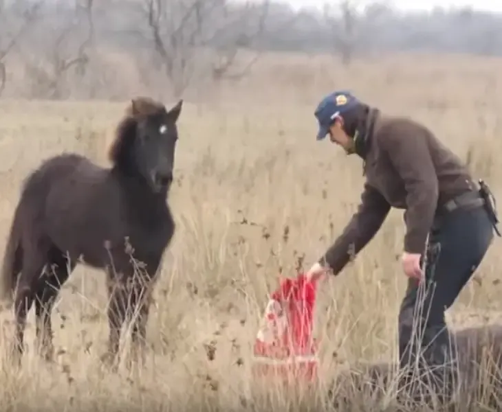 chained horse freed