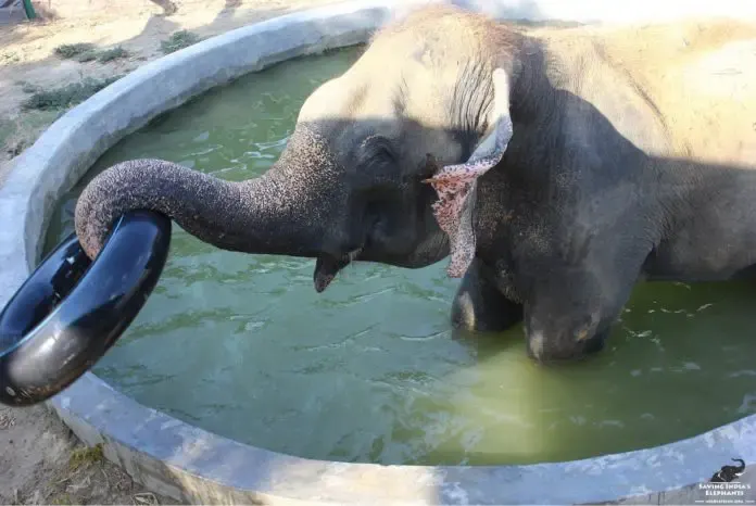 elephant gets freed