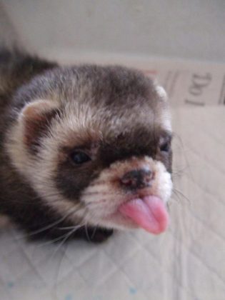 This Adorable Little Ferret Has An Identity Crisis - Thinks He's Just