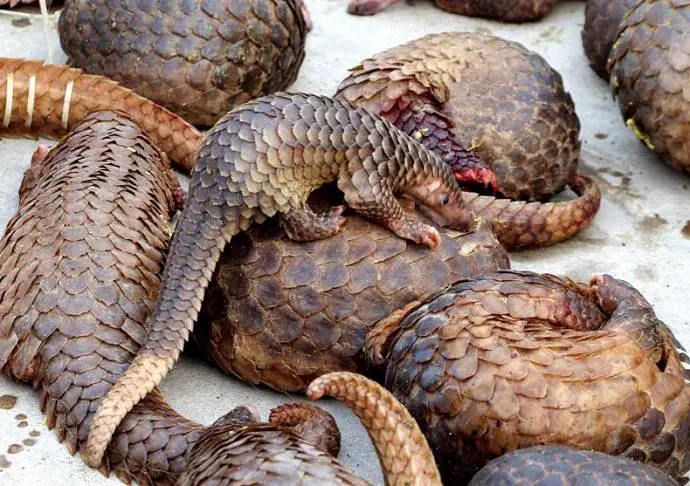 rescued pangolins