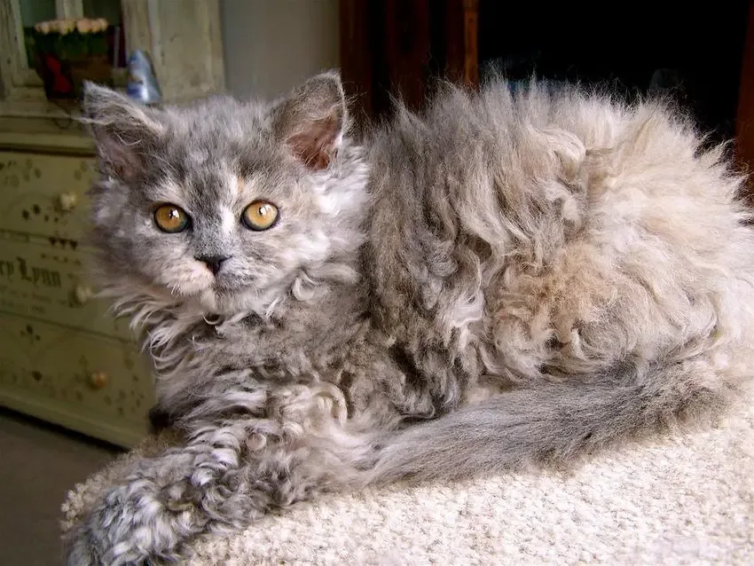 poodle cat