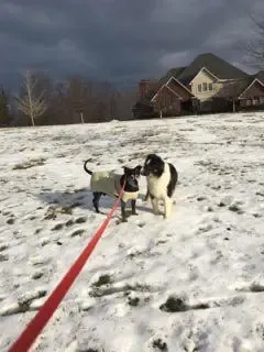 dog and friend