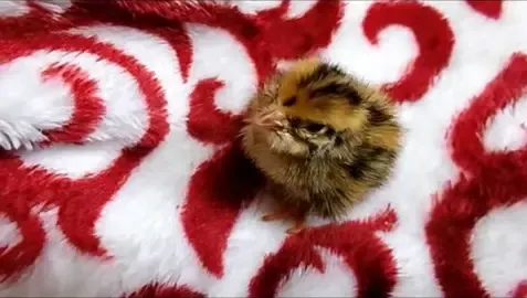 bird and egg