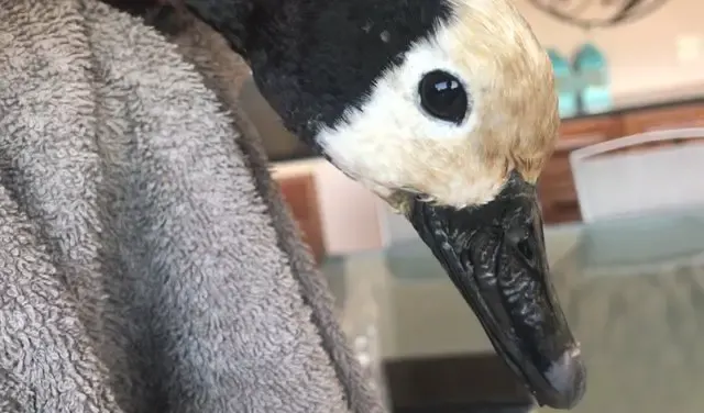 duck trapped in plastic