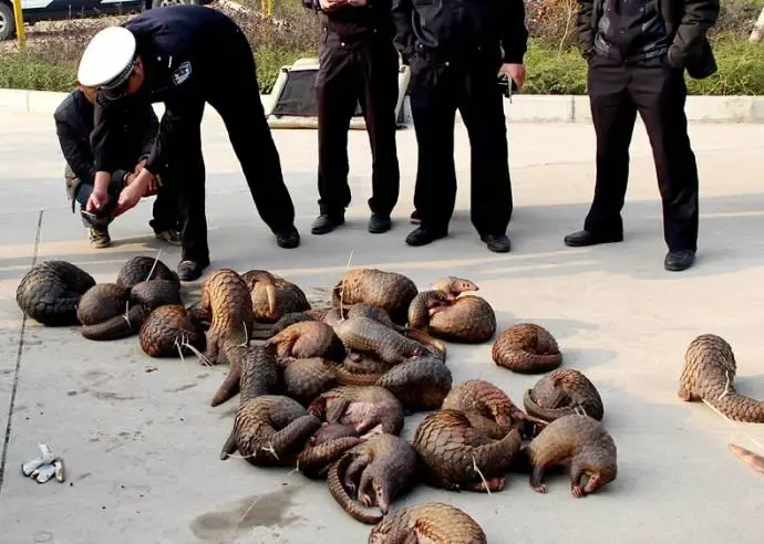 rescued pangolins