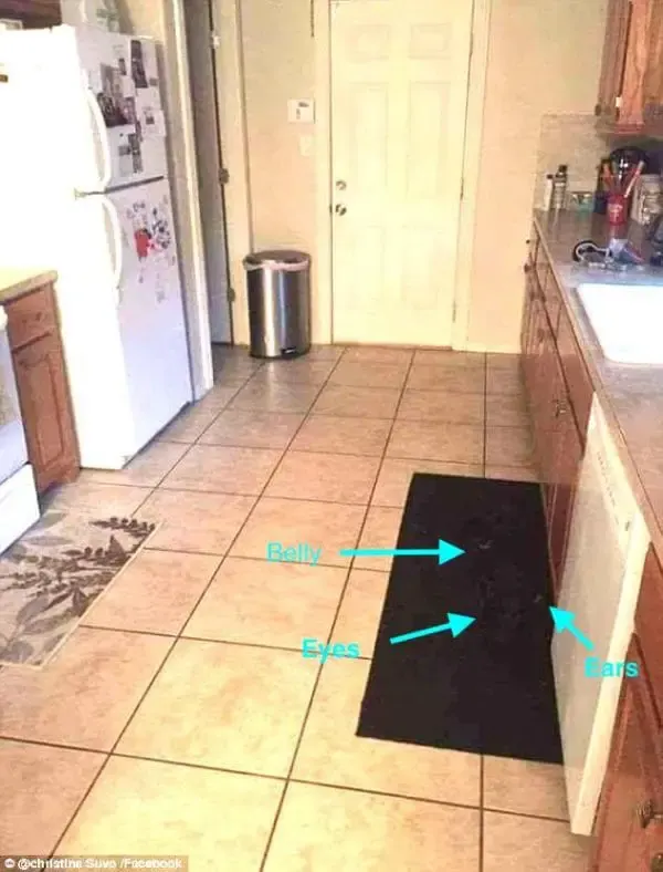 dog hiding in kitchen