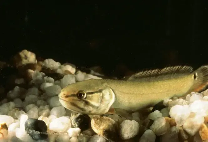 bowfin fish 