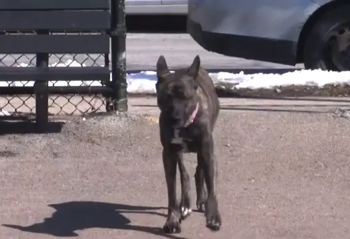 shock collar on dog