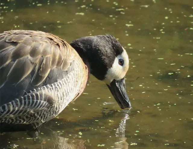 duck trapped in plastic