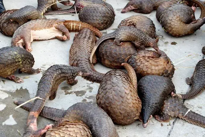 rescued pangolins