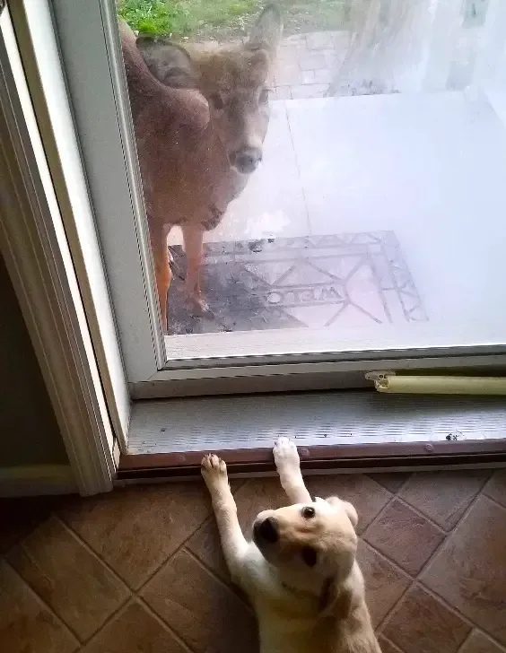 baby deer inside home