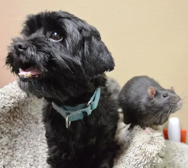 dog, cat and rat at shelter