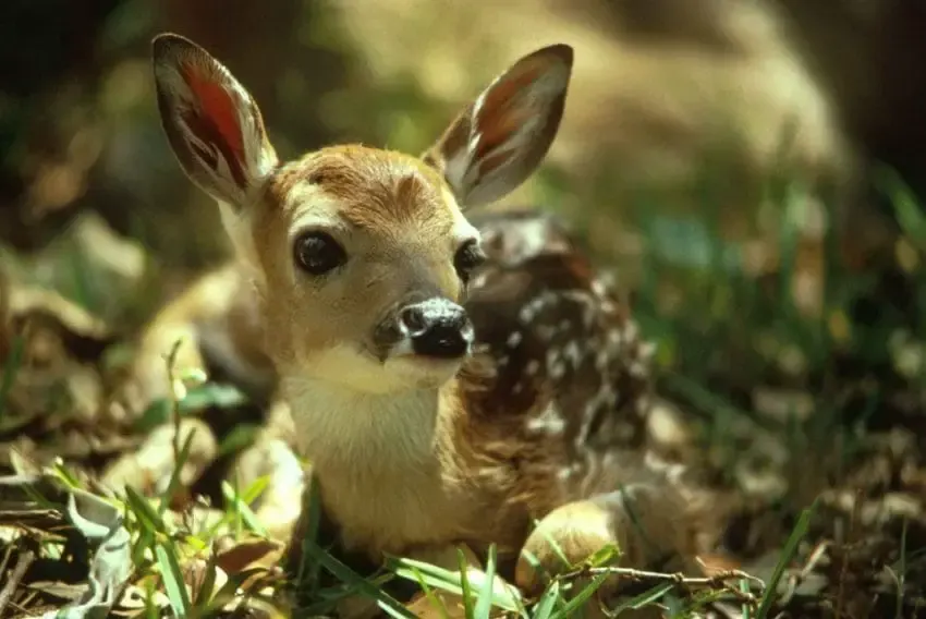 baby deer inside home