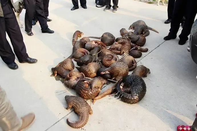 rescued pangolins